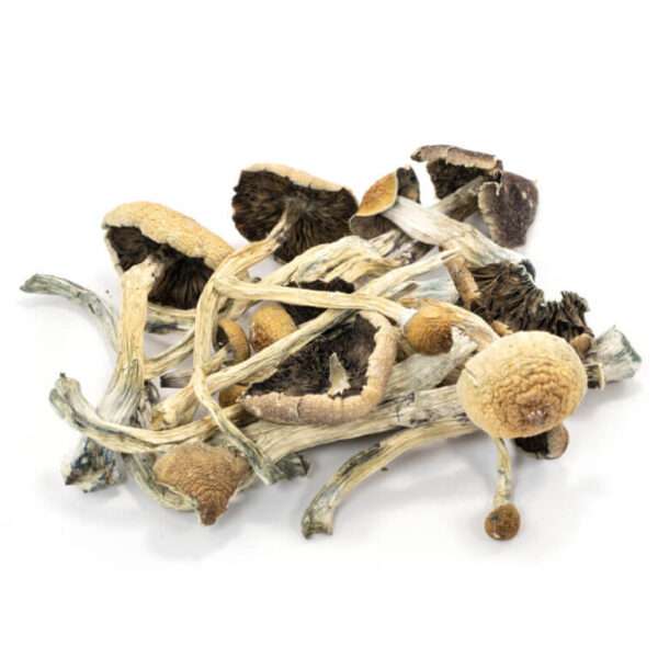 Amazonian Cubensis Mushrooms