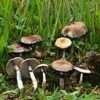 Amazonian Cubensis Mushrooms