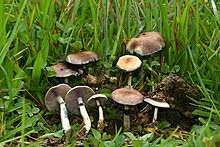 Amazonian Cubensis Mushrooms